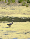 Great Blue Heron 3542